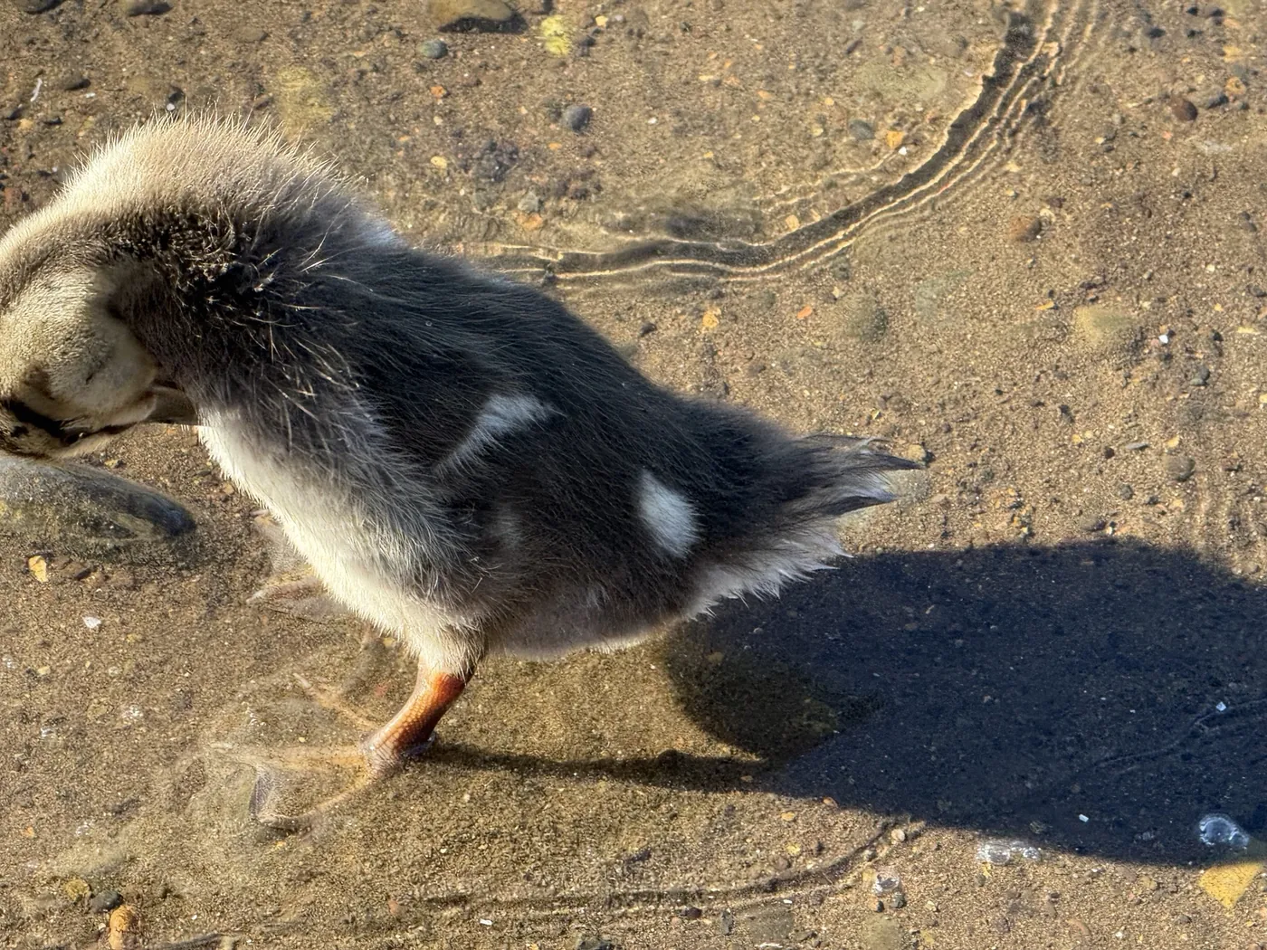 Duckling walking beside a Eugene bike path